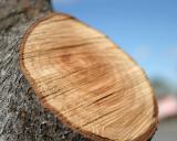 <b>Growth Rings-2 *</b><br><i>by Arun</i>
