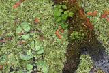 <B>Water Ferns*</B><BR>by Garrett Lau