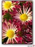 <B>Petals #3</B> <BR><BR> <i>by Dick Tsang</i>