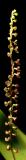 <b><i>Stelis purpurescens</i><b><br>by Victor Engel