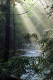 <B>Afternoon Mist</B><br> by David McGaughey