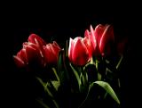 Tulips in the Moonlight  *  by Jim B (MSP)