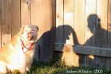 <b>Shadow Buddy*</b><br>camptown