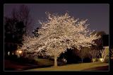 Cherry Tree at Night