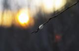 <b>* Spring?</b><br><i>by alekas</i>