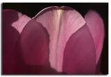 <B>Backlit Petals</B><BR>*<FONT size=2>Ann Chaikin</FONT>