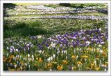 Rings of Spring*