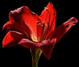 <b>Lonesome Lily</b><BR> <i>by Vikas</i>