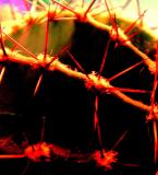 <b>Prickley Light </b><br><i>SuzeQ<i>