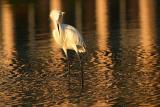 <B>Egret at Sunset*</B><BR>by Garrett Lau