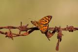 Butterfly on a wire *