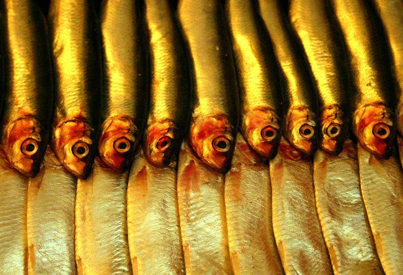 <B> Sprats *</B>