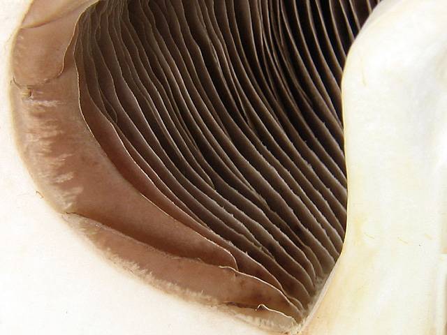 <b>Mushroom</b><br><i>by Anabela Gabriel-strm*</i>