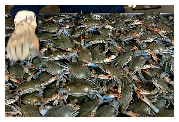 <b>Crabby</b>*