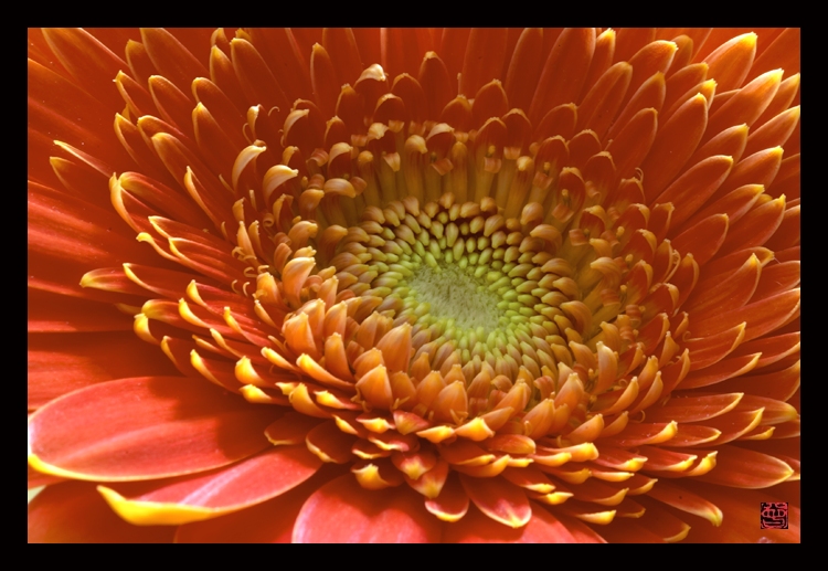 <B>Petals #1</B> <BR><BR> <i>by Dick Tsang</i>