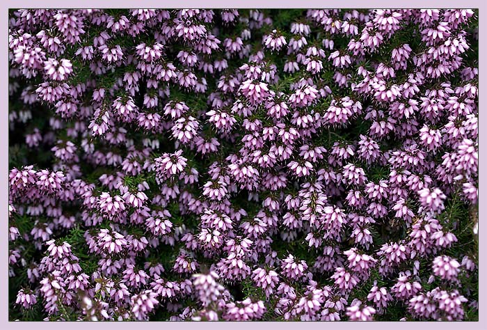 <B>Spring Heather</B><BR>*<FONT size=2>Ann Chaikin</FONT>