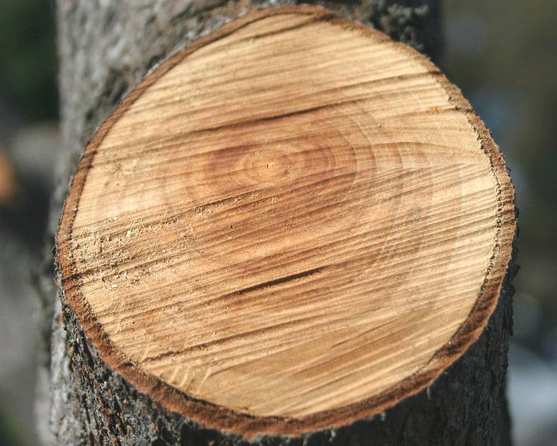 <b>Growth Rings-1 *</b><br><i>by Arun</i>
