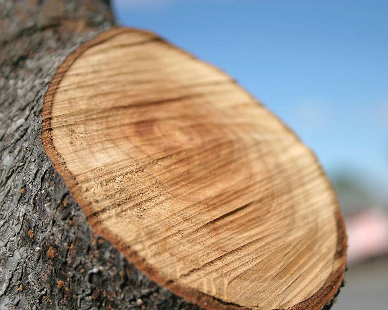 <b>Growth Rings-2 *</b><br><i>by Arun</i>