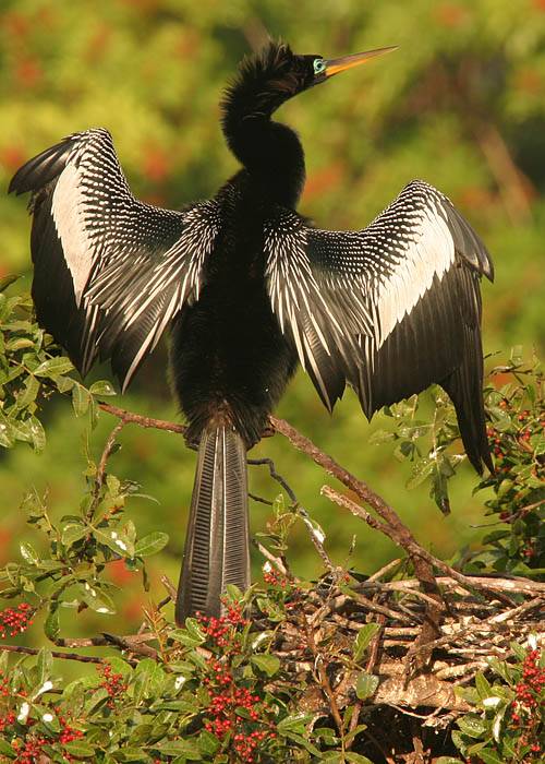 <B>Anhinga*</B><BR>by Garrett Lau