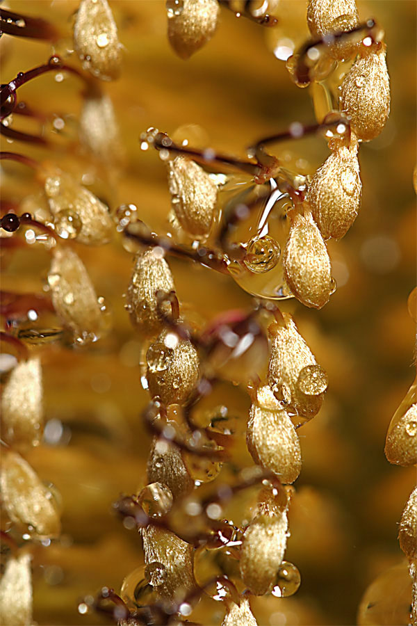 <B>Bottle Brush Gold*</B>