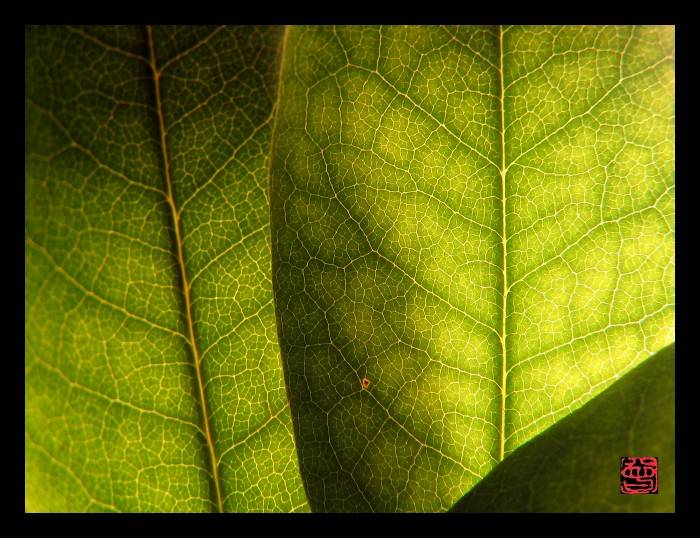 <b>Natures Pattern*</b><br> by Dick Tsang