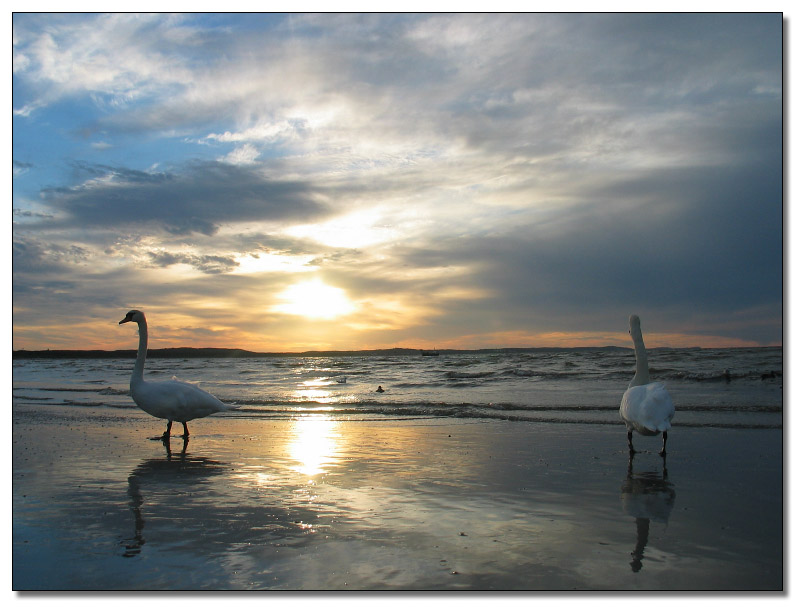 <b>The Sunset Birds</b>*<br><i>by arra