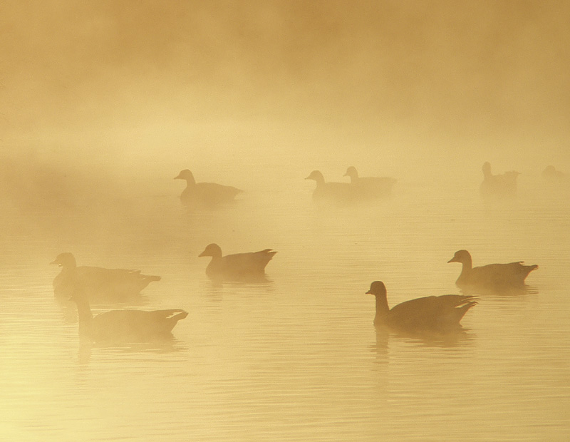Morning Mist by Paul Sumi<BR><FONT SIZE=1>2nd place</FONT>