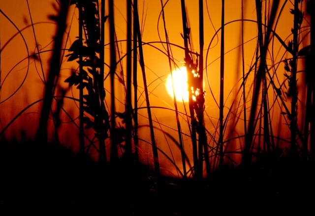<b>Through The Sea Oats</b><br>by Markjay