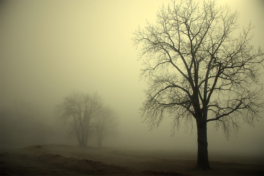 standing sentry, by billy webb<BR><FONT SIZE=1>1st place</FONT>