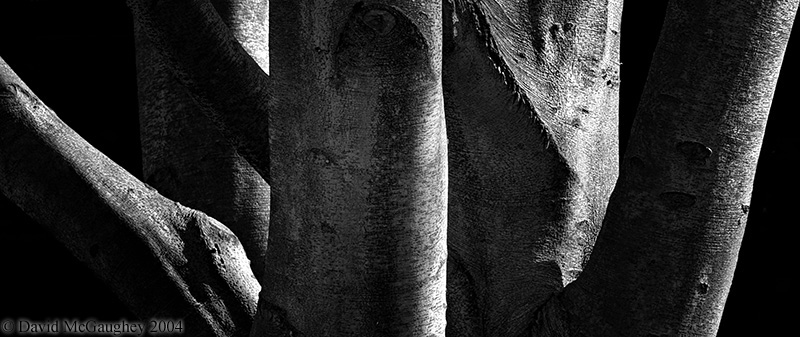<b>Permanence</b><br>by David McGaughey