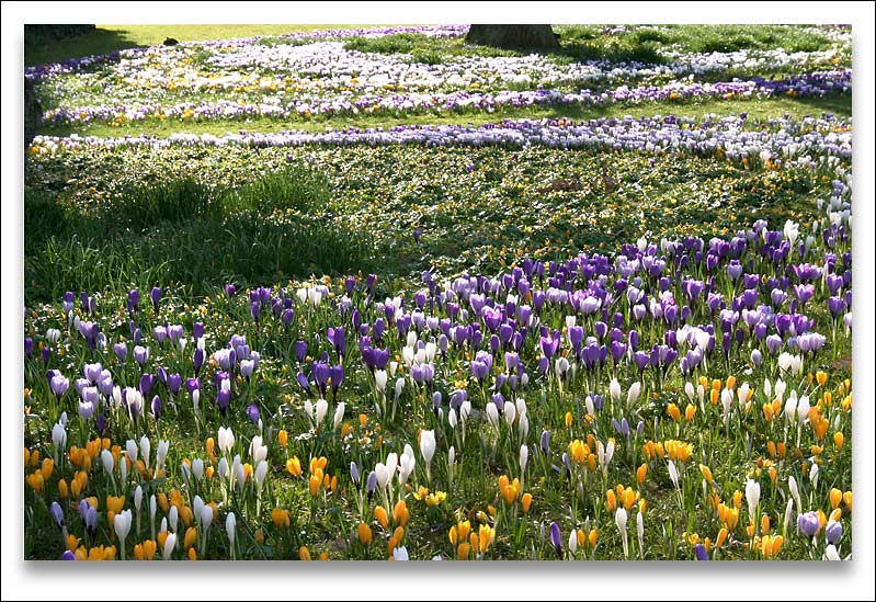 Rings of Spring*