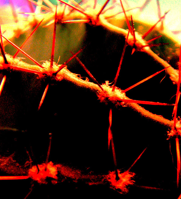 <b>Prickley Light </b><br><i>SuzeQ<i>