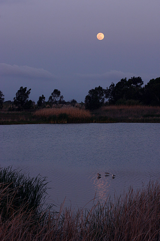 <B>Avocets by Moonlight*</B><BR>by Garrett Lau