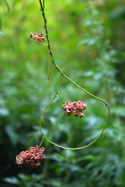 Interior Blossom