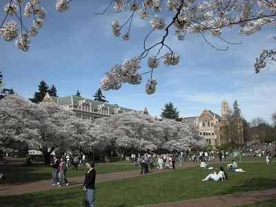 Cherry Blossom Time at UW