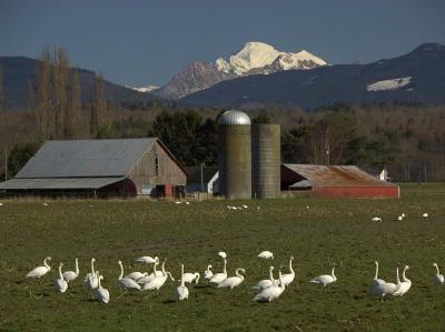 Trumpeter & Tundra Swans
