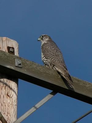 Young Gyrfalcon