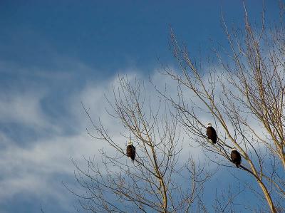 Bald Eagles 2