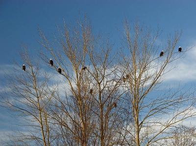 A Gathering of Eagles