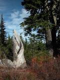 Twisted Stump at Picture Lake