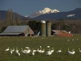 Trumpeter & Tundra Swans