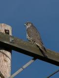 Young Gyrfalcon