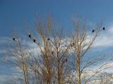 A Gathering of Eagles