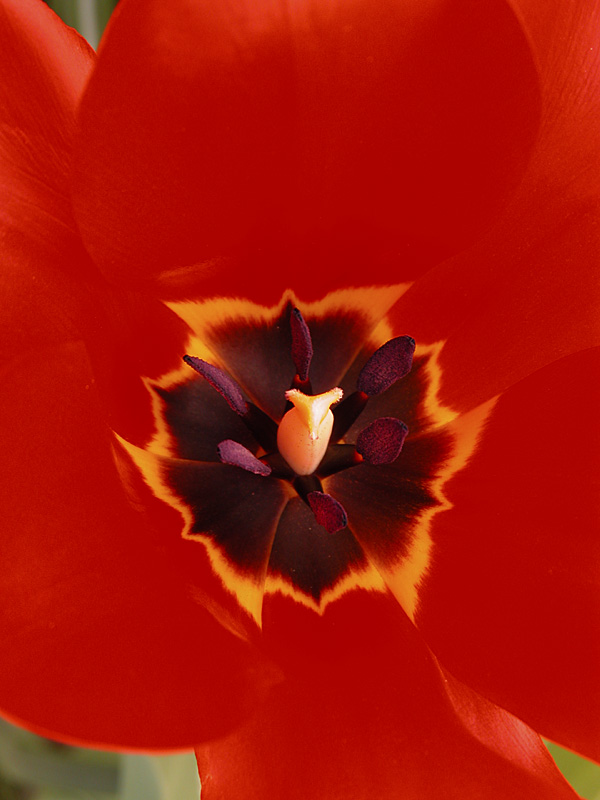 Tulip Bee Dock