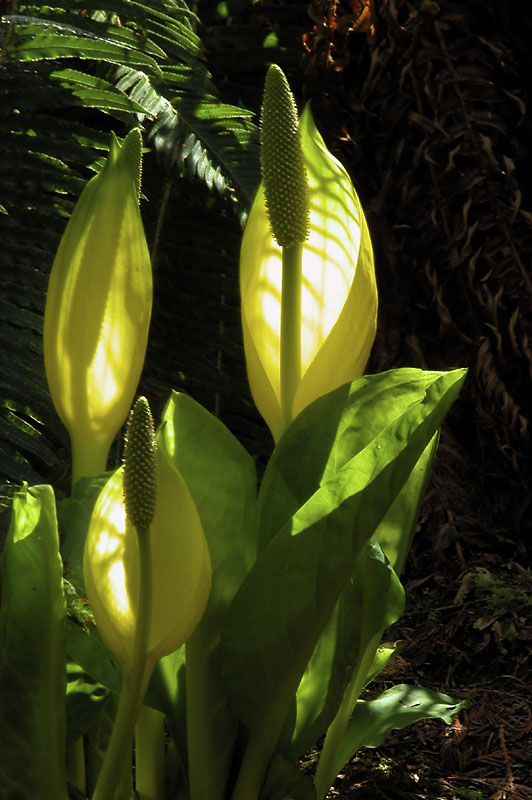 Skunk Cabbage