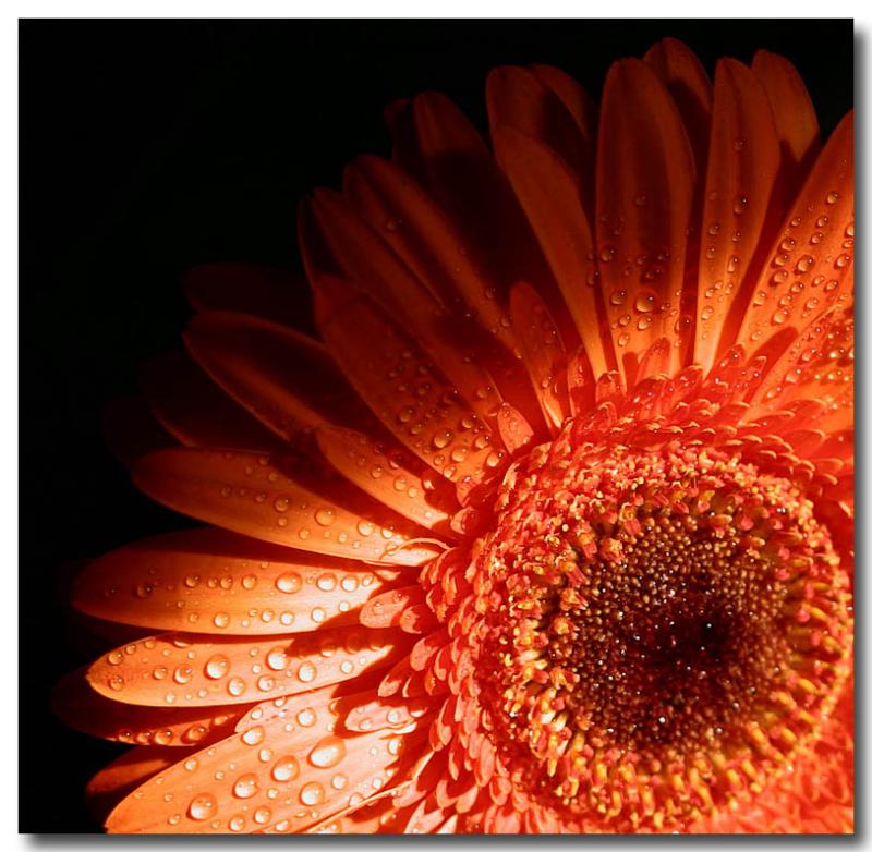 Humble Daisy (*)