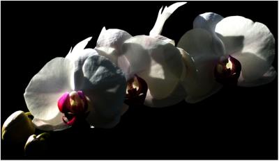 Orchids (*)