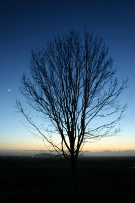 Tree Silhouette *