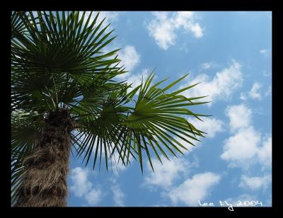 California Dreaming(*)