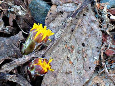 Through decay and winter (*)